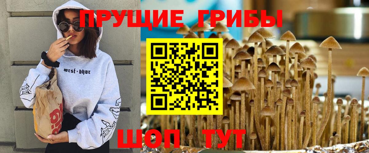 Галлюциногенные грибы прущие грибы  Вход с VPN  Псилоцибиновые грибы мицелий  Асино 