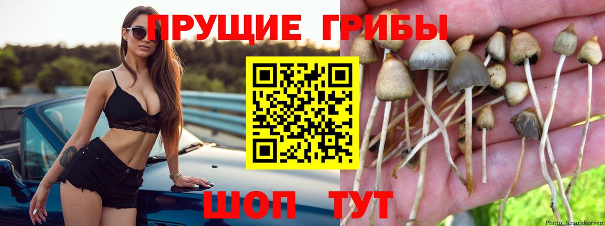 Псилоцибиновые грибы GOLDEN TEACHER Асино